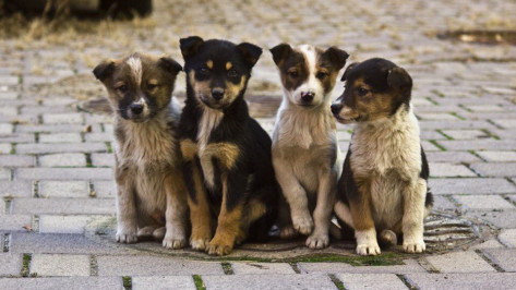 Акция в защиту животных пройдет в Воронеже 17 сентября