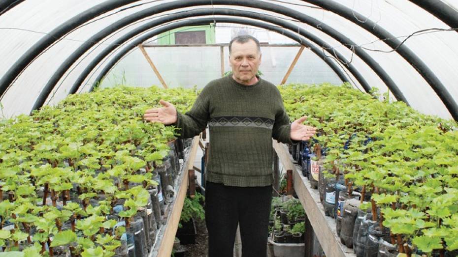 Житель Калача выращивает на своем участке 56 сортов винограда
