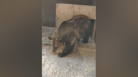 В Воронежском зоопарке показали, как бурые медведи готовятся к спячке: видео