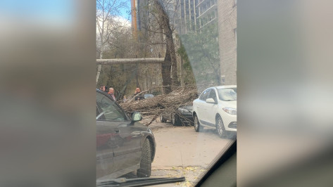 Сильный ветер повалил деревья и повредил несколько машин в Воронеже
