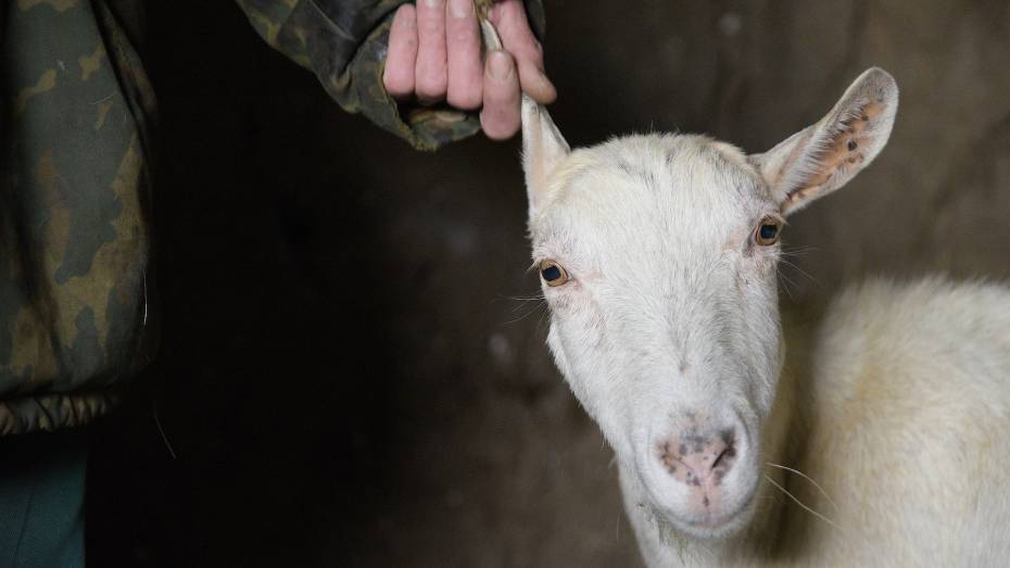 Затраты на разведение овец и коз в Воронежской области компенсируют субсидиями