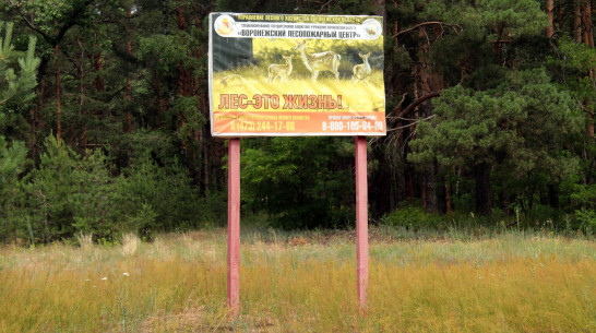 Запрет на посещение лесов в Воронежской области продлят до середины августа