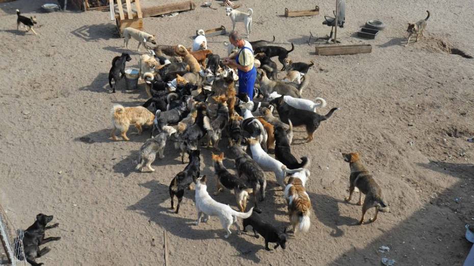 Директор воронежского приюта «Дора» выпустит на улицу 150 собак 