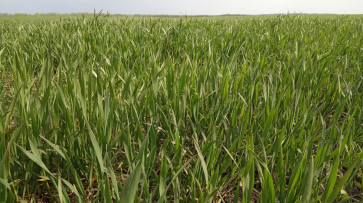 Сильные ветра нанесли ущерб посевам сахарной свеклы воронежского агрохолдинга «Продимекс»