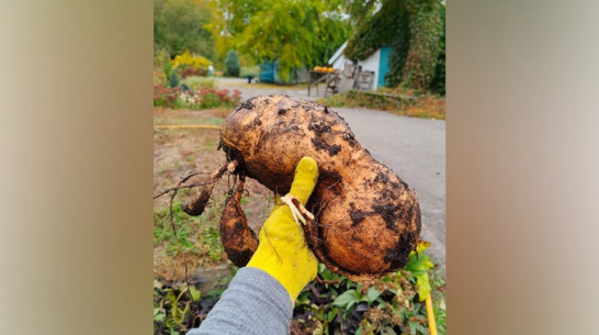 Воронежские цветоводы вырастили гигантский батат