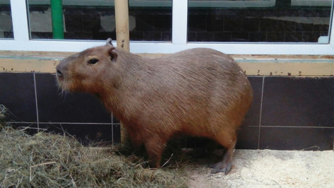 Семья из Воронежа перевела 81 тыс рублей детскому зоопарку Омска на покупку капибары