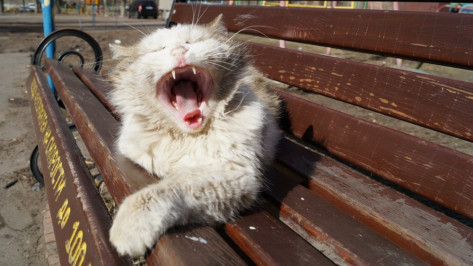 В Нижнедевицке  выявили  случай бешенства бродячей кошки