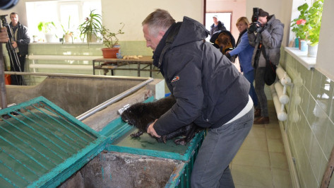 В Воронежском заповеднике открылся аквариум для бобров