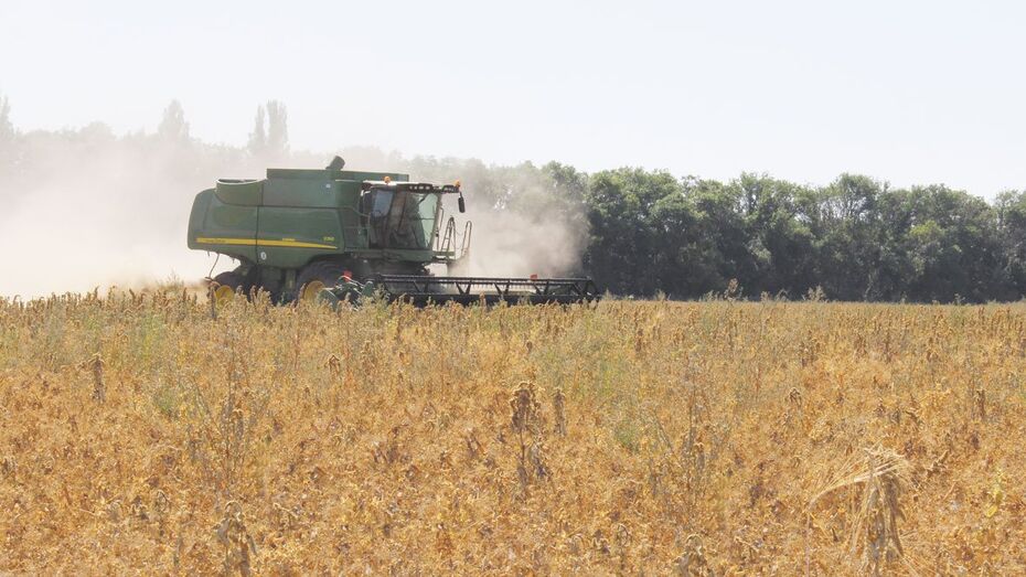 Воронежская область вошла в десятку ведущих регионов по производству пшеницы