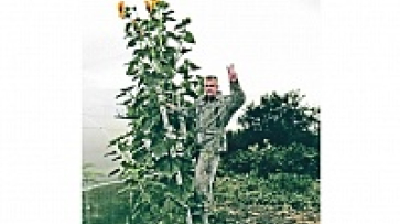В Семилуках вырос подсолнух высотой более 4 метров