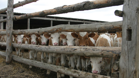Воронежским сельхозпроизводителям возместят часть затрат на развитие животноводства