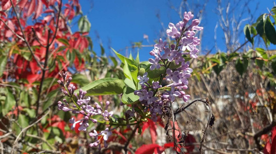 В Грибановском районе сирень зацвела в сентябре