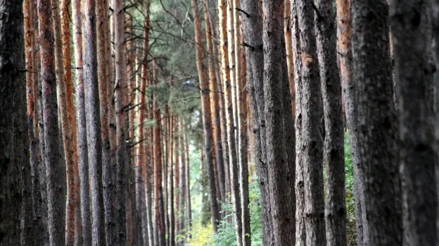 В Воронежской области в мае проверят качество охраны лесов