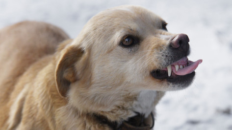 Собаки стали лидерами по бешенству в Воронежской области в 2021 году