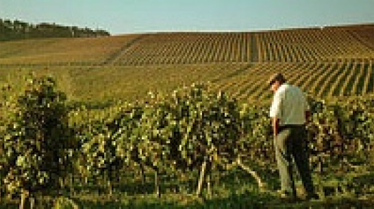 В Воронеж привезут документальный фильм о битвах виноделов