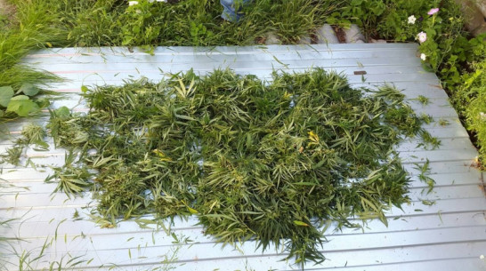 Житель Нововоронежа спрятал в гараже 1 кг марихуаны