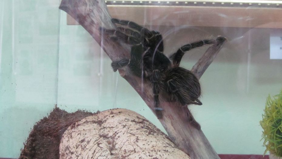 В Боброве открылась выставка частной коллекции экзотических пауков