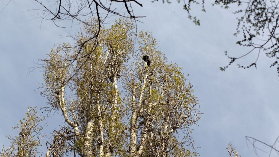 В Воронеже черного кота снимали с дерева с помощью альпиниста и автовышки