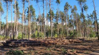 Владельцам участков в Северном лесу Воронежа предложили другие земли