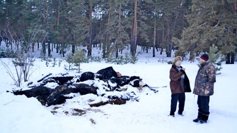 Прокуратура накажет агрофирму за падеж скота в Воронежской области