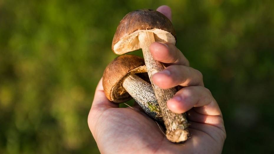В воронежском селе 7 человек отравились грибами