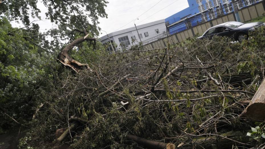МЧС предупредило о сильном ветре в Воронежской области