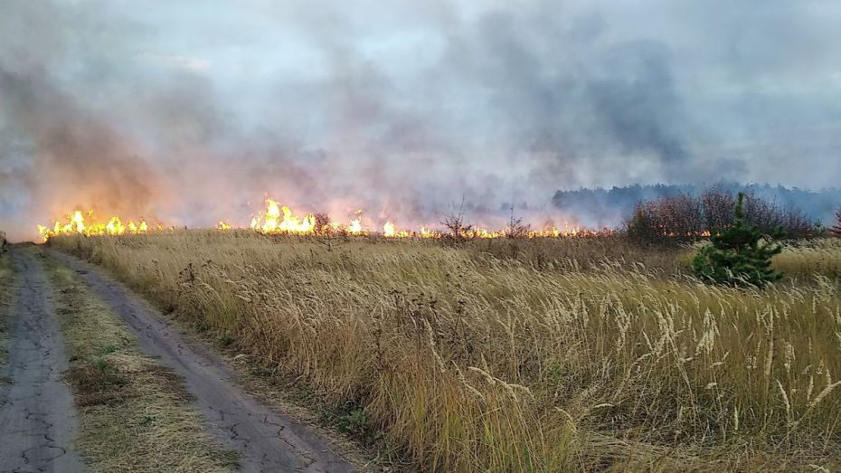 В Воронежской области осталось 2 крупных природных пожара