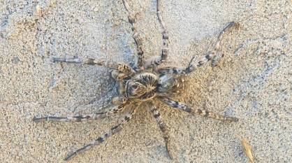 Под Воронежем в колодце обнаружили южнорусского тарантула