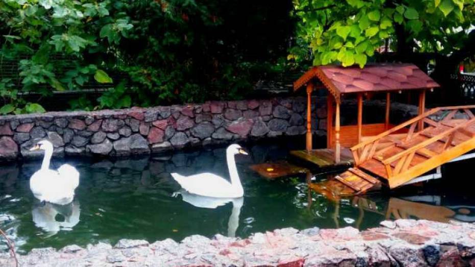 Пара лебедей поселилась на зимовку в Воронежском зоопарке