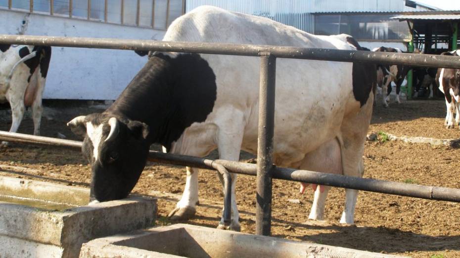 В Нижнедевицком районе в 2015 году увеличили производство молока 