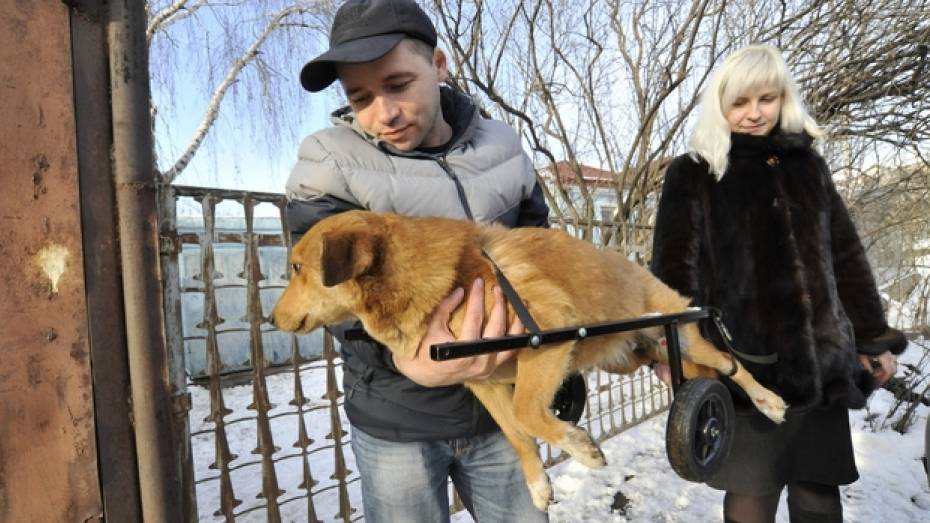 Воронежской дворняжке подарили инвалидную коляску