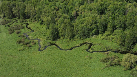 Воронежцы проголосовали против создания зеленого пояса вокруг города