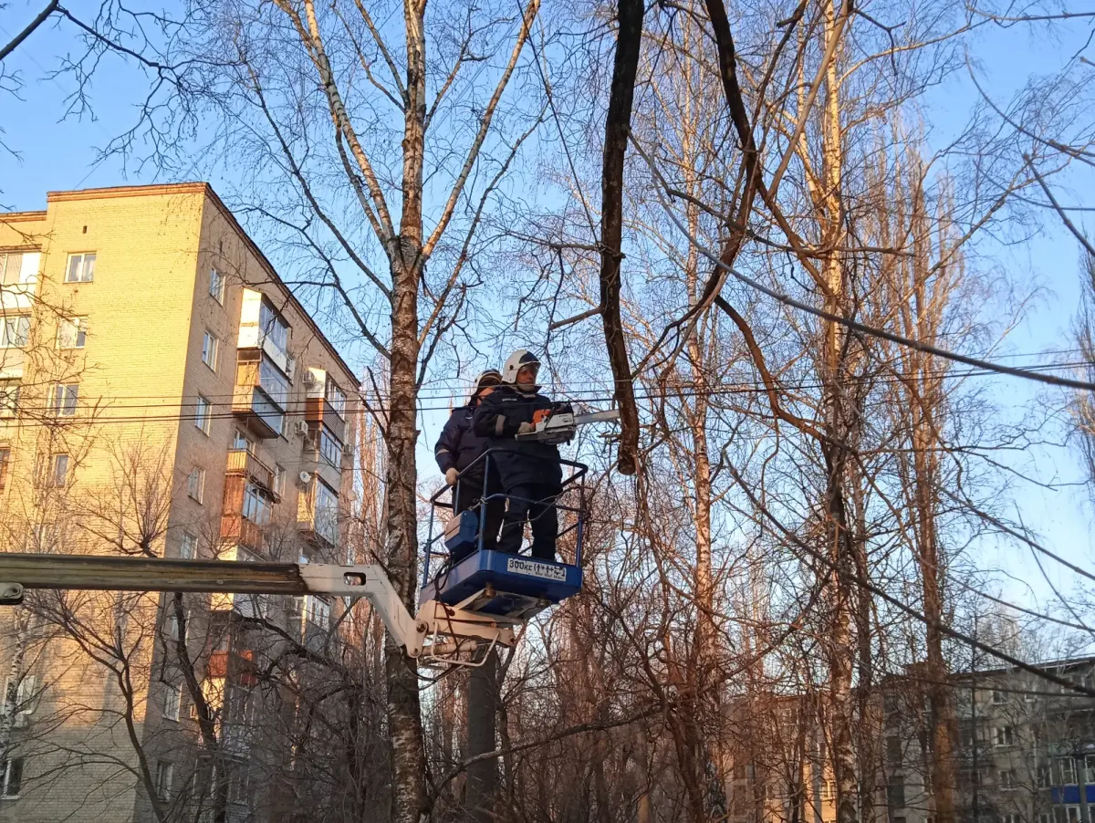 Сильный ветер сломал в Воронеже 14 деревьев