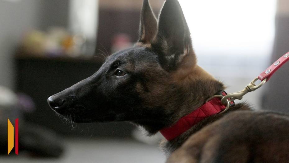 Служебная собака помогла транспортным полицейским задержать воронежца с партией мефедрона