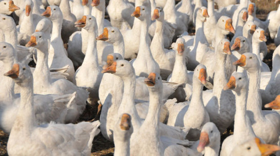 Разъяренные гуси напали на жителя Землянска