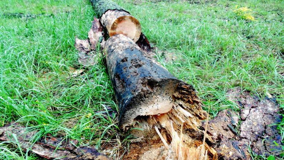 Жители Углянца попались на незаконной вырубке деревьев в Воронежском заповеднике