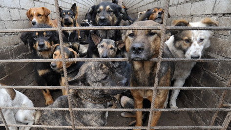 В воронежском приюте «Дора» неизвестные отравили трех собак