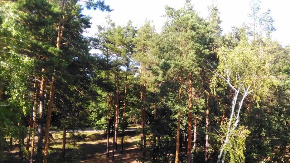Воронежская область использовала 53% суммы федеральных субсидий на сохранение лесов