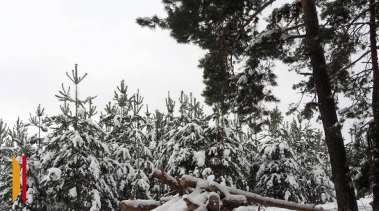 Воронежцев предупредили о штрафах за незаконную вырубку сосен к новогодним праздникам