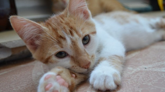 Воронежские спасатели вызволили застрявшую в вентиляционной шахте кошку