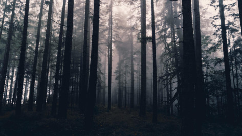 Шестерых пропавших без вести нашли мертвыми в Воронежской области