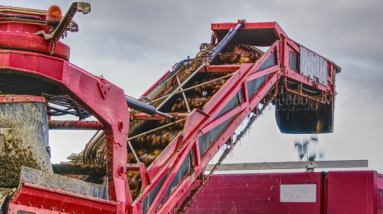 Воронежский «Продимекс» решил сохранить посевные площади сахарной свеклы в 2020 году