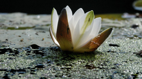 Синоптики спрогнозировали в Воронеже комфортную погоду на выходных