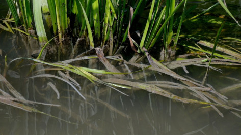 В Воронеже в реке Усманка утонул 38-летний мужчина