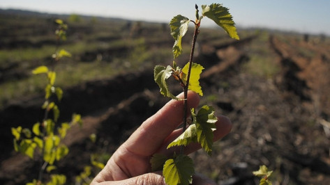 Воронежцы высадят сосны и березы на Кожевенном кордоне
