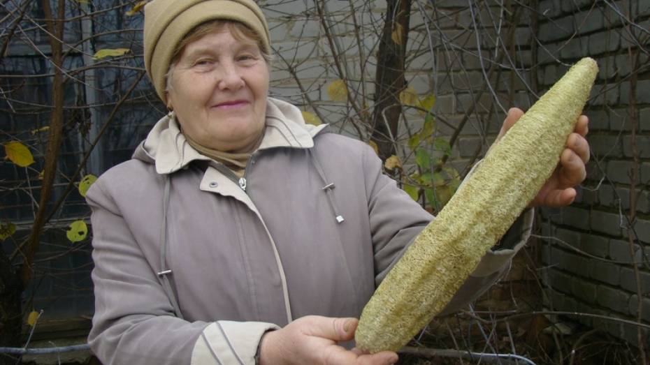 Жительница Новохоперска вырастила на огороде банную мочалку 