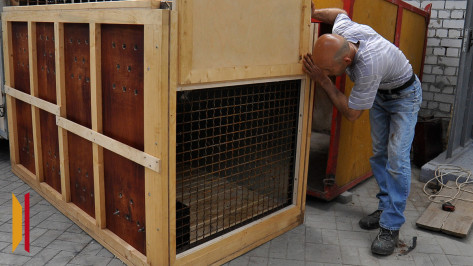 Стало известно, каких животных запрещено содержать воронежцам