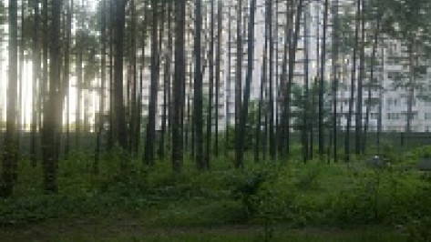  Воронежцы превратят замусоренную лесополосу в парк
