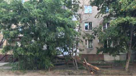 Сильный ветер повредил в Воронеже 12 деревьев