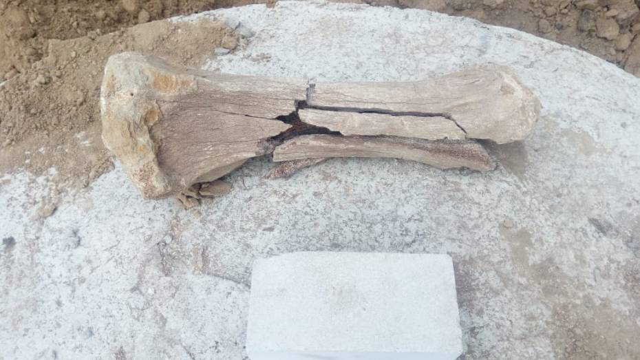Под Воронежем строители нашли кость мамонта